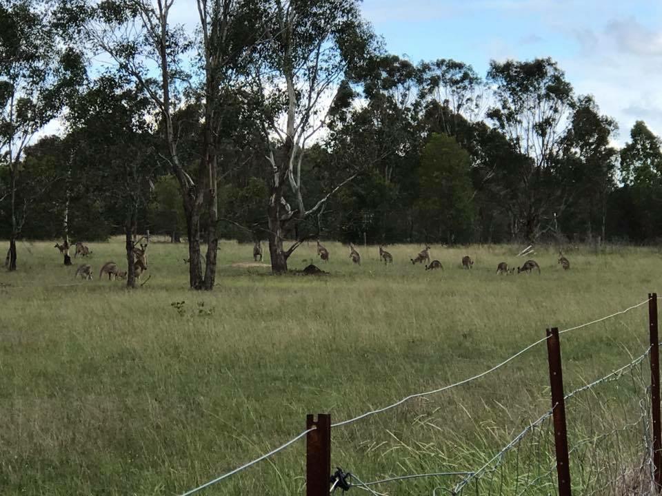 Lovedale Red Gum Cottage Экстерьер фото